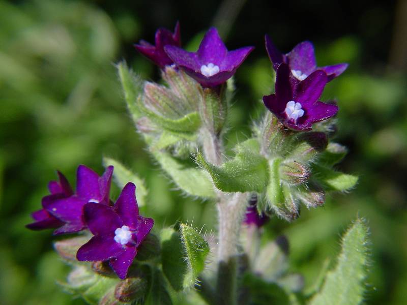 Anchusa undulata subsp. hybrida / Buglossa ibrida